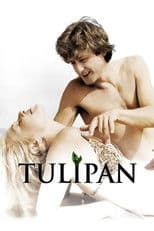 Tulipan