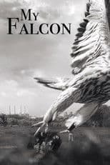 My Falcon