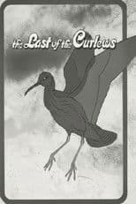 The Last of the Curlews
