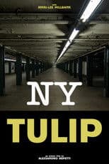 NY Tulip